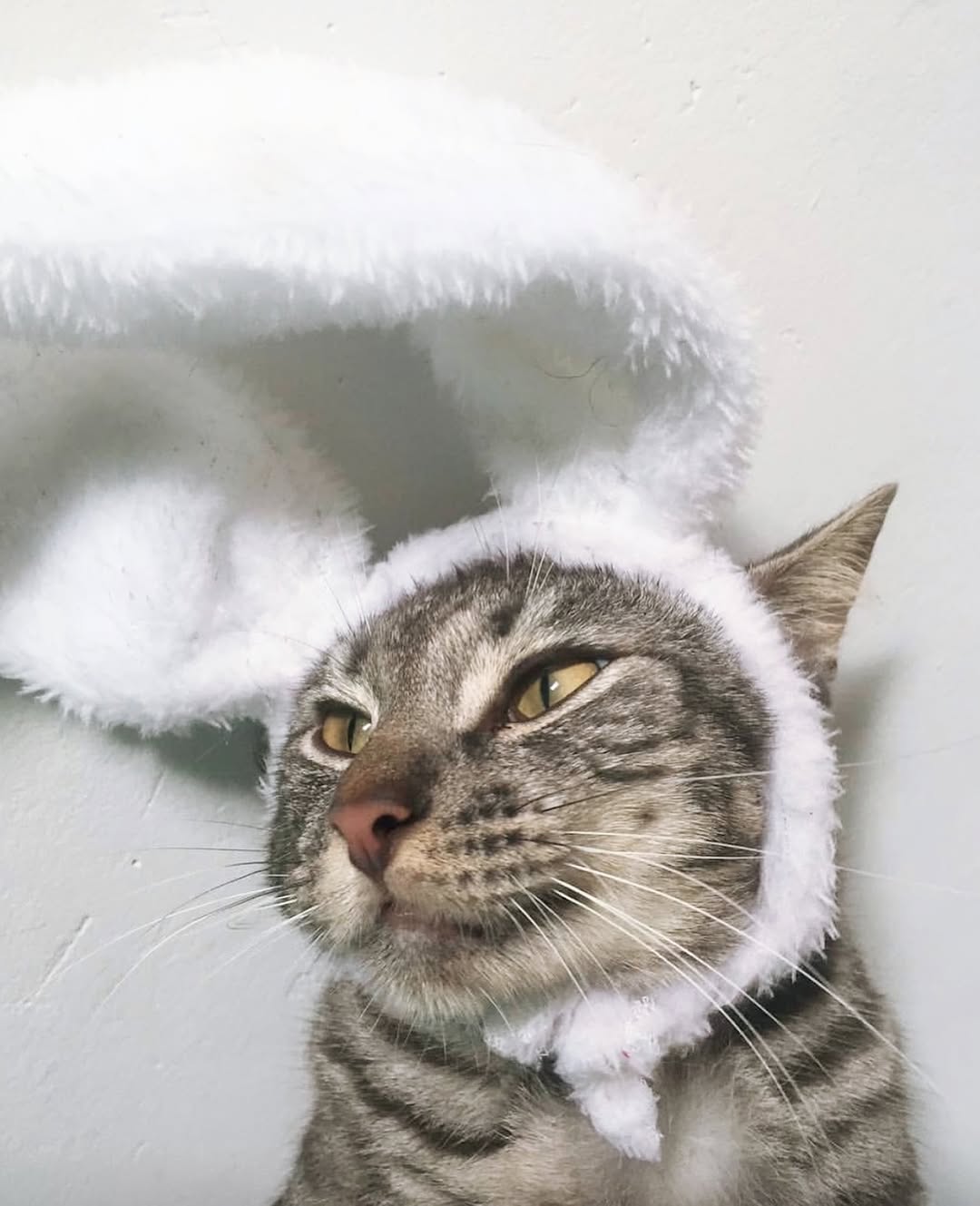 Feliz Páscoa a todos os amicats (foto antiga) tudo de melhoror pra vocês 🩵🩵🩵
Amo vocês amicats, comentem coelhinhos nos comentários 🐰