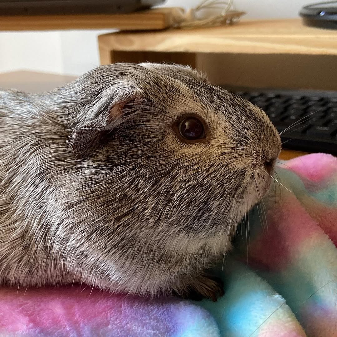 frente e verso do tobias 🩶
.
#porquinhodaindia #guineapig #cui #pet #petsofinstagram #petsofinsta #petlovers #porquinhodaindiabrasil #petinfluencer #animais #roedor #roedores #veterinaria #cute #fofo #photooftheday #smallpets #guineapigsofinsta