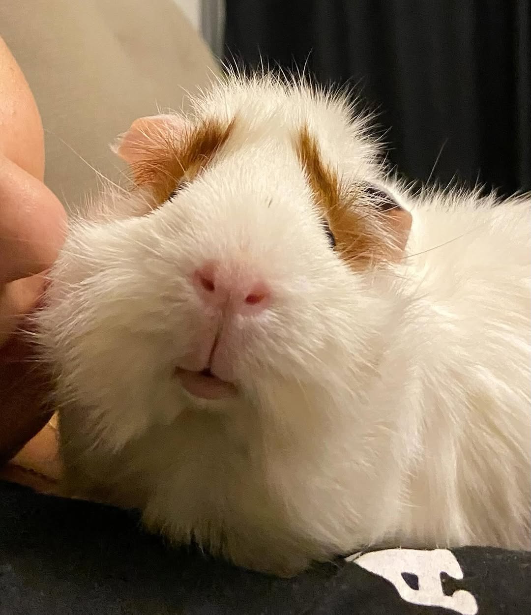 eu e nevasca somos amigas agora ☁️🤍😭
.
#porquinhodaindia #guineapig #cui #pet #petsofinstagram #petsofinsta #petlovers #porquinhodaindiabrasil #petinfluencer #animais #roedor #roedores #veterinaria #cute #fofo #photooftheday #smallpets #guineapigsofinsta