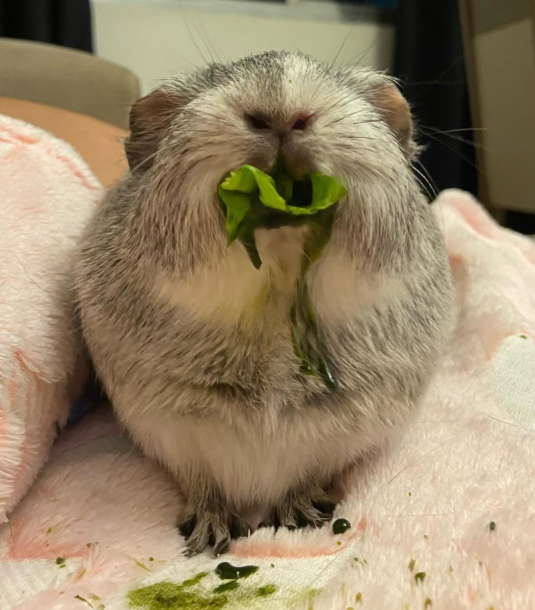 parece que a janta estava boa 🥬💚
.
#porquinhodaindia #guineapig #dinner #vegan #animais #green #porquinhodaindiabrasil #guineapigsofinstagram #petinfluencer #pets