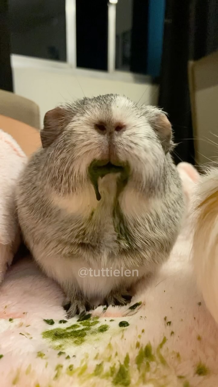 só um babador na vida dessa criança 🤦🏻‍♀️
.
#porquinhodaindia #animais #guineapig #guineapigsofinstagram #porquinhodaindiabrasil #roedor #pets #roedores #medvet
