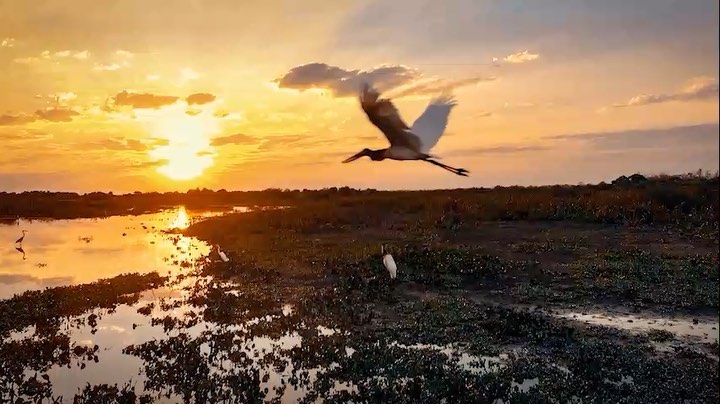 🍀Our best wishes for 2021. We celebrate life, love for all species and the natural world 🌳🐆🐝

www.pantanaljaguarsafaris.com

@followgodoi #newyear #pantanal #bigcats #savagelovebts dlifeconservationday #pantheraonca #conservation #wildlifephotography #wilderness #naturephotography #ecologia #ecology #londonnaturalhistorymuseum #sony #nationalgeographic #animal #safari #savagelove
