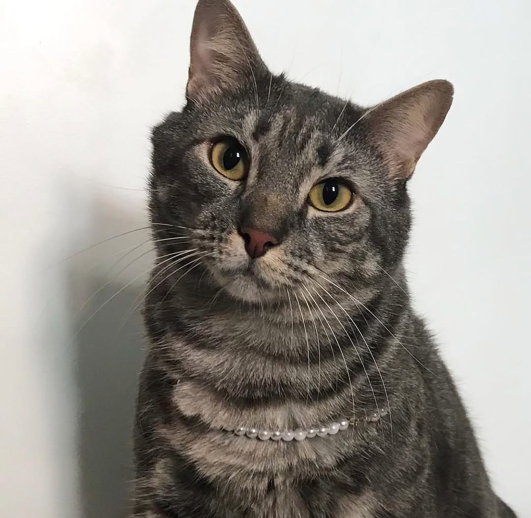 Oi amicats, desculpem pelo meu sumiço, meu humano havia perdido a senha e só agora conseguimos recuperar minha conta, estou bem, vou ficar ativo agora com vocês e espero que não tenham soltado a minha patinha, amo vocês! ❤️