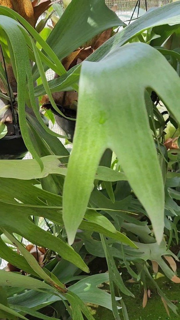 Chifre-de-veado (Platycerium bifurcatum) é uma espécie epífita da família Polypodiaceae.