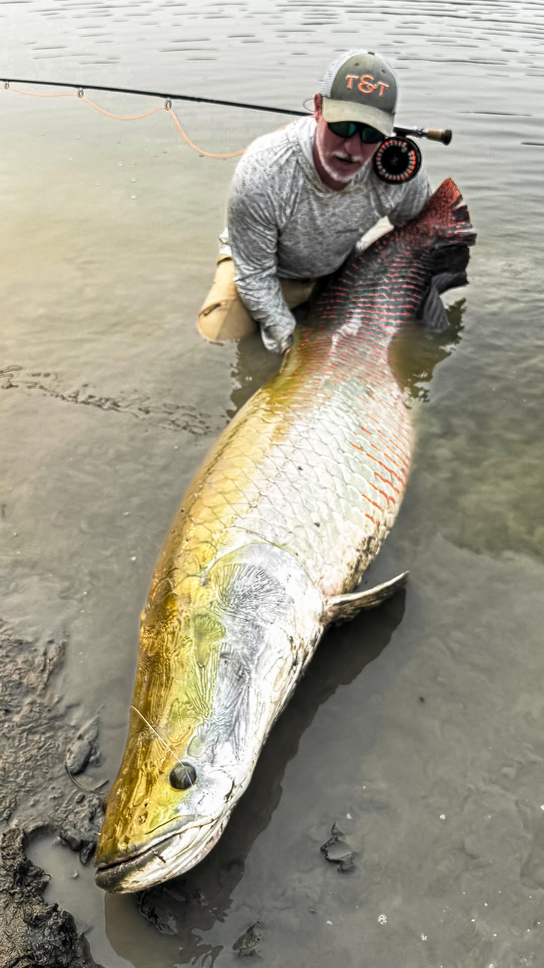 PIRARUCU - aka The Arapaima. The leviathan of Amazon rivers. For any angler one of the most intense challenges on a fly rod. Every detail should be addressed if you want to land these river monsters. This animal was one of my best ever at @pirarucuflyfish. 212cm (7ft) and something about 350lbs. But the special detail was to catch it in very shallow water with a floating line! 
Thanks @binhoflyfishing and @jorodriguespescador for this amazing afternoon 👊🏻👊🏻

#jungleflyfishing #rivermonsters 
