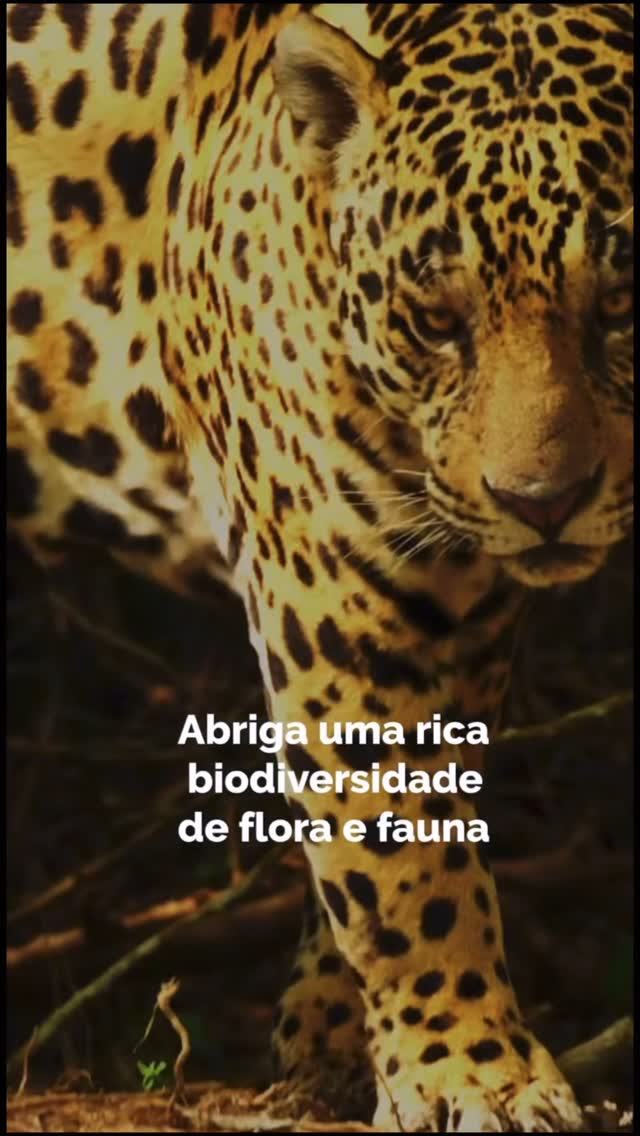A floresta ainda respira. Mas até quando? Hoje é Dia da Mata Atlântica. Que a gente não esqueça de onde vem a vida! 🆘 

#DiaDaMataAtlântica #ReflorestaBrasil #NaturezaÉRaiz #MataAtlânticaViva #Reflorestamento #SementesDeFuturo
#reflorestamento #naturephotography #mataatlantica