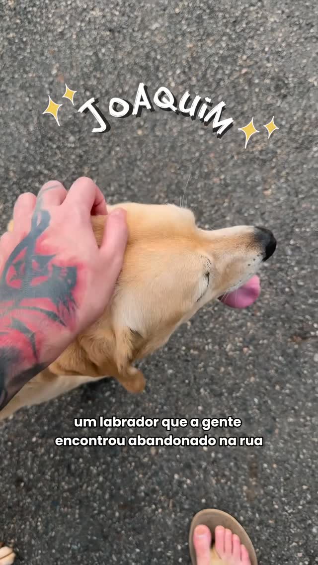 💛 ADOTE O JOCA 💛

Ele tem por volta de 5 aninhos, é muito bonzinho e educado.
Estamos em Campinas, mas podemos levar até SP e região.
