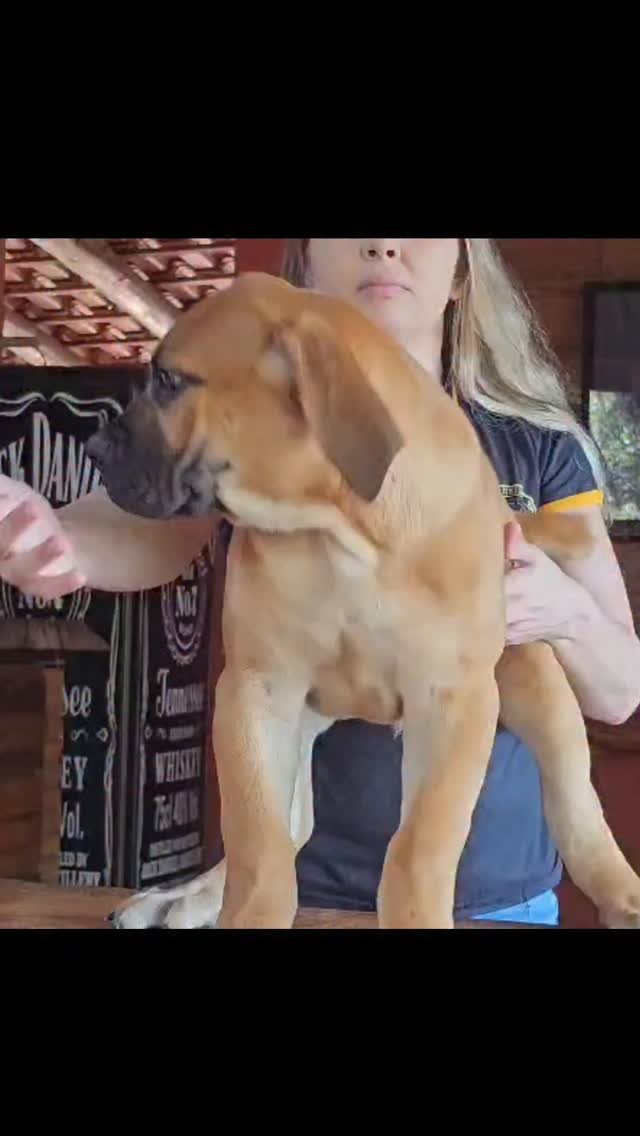 O VERDADEIRO GIGANTE AFRICANO BOERBOEL

8 NOVAS EXPORTAÇÕES 

🇹🇹 TRINDAD TOBAGO 🇹🇹

🇧🇴 BOLÍVIA 🇧🇴

🇪🇨 EQUADOR 🇪🇨

🇹🇹 CARIBE 🇹🇹

🇷🇺 RUSSIA 🇷🇺

A família EXCLUSIVE BOERBOEL aumentando em mais países com muito orgulho ✈️✈️

Em breve mais Gigantes Africanos Boerboels estao a caminho de suas novas famílias maravilhosas.

Agradecemos muito a todos sempre pelo carinho,, desejamos toda felicidade do mundo com seus novos membros da família Gigantes Boerboels,
Sejam muito bem vindos a 