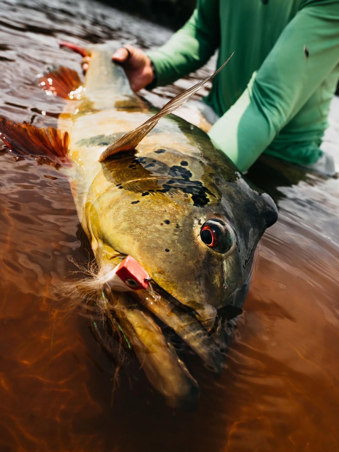 TEMENSIS PROEJCT - Science in service of the river.

In 2019, Untamed Angling, @riomarieflyfish and in partnership with IBAMA @ibamagov , we launched the Temensis Project on the Rio Marié — a long-term tagging program dedicated to the Giant Peacock Bass (Cichla temensis), the undisputed emblem of sport fishing in the Brazilian Amazon.

Six years later, what began as a bold idea has evolved into one of the most consistent field-based research efforts ever conducted on this species. Built alongsid