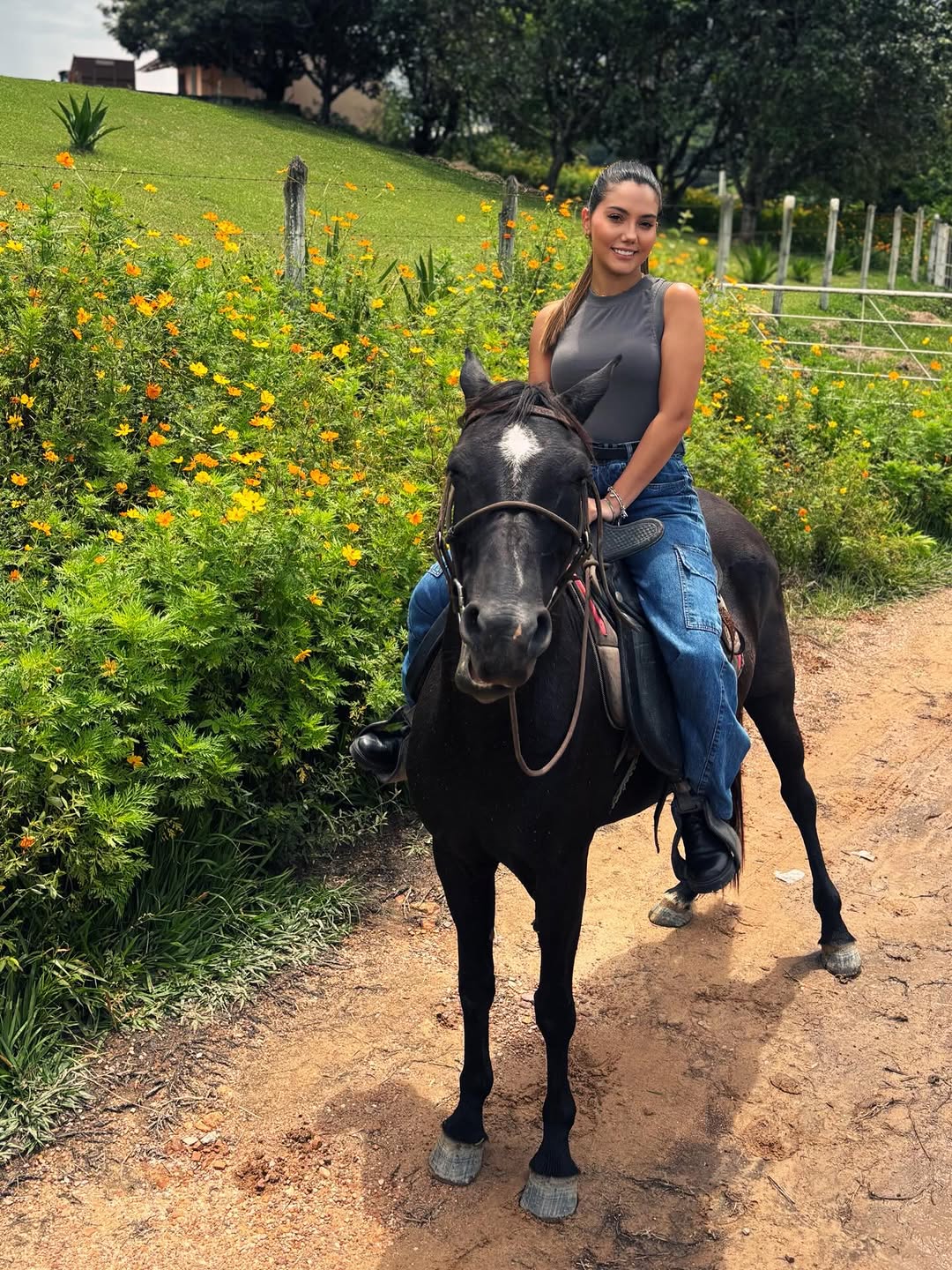 ✨ 🌾 🐎