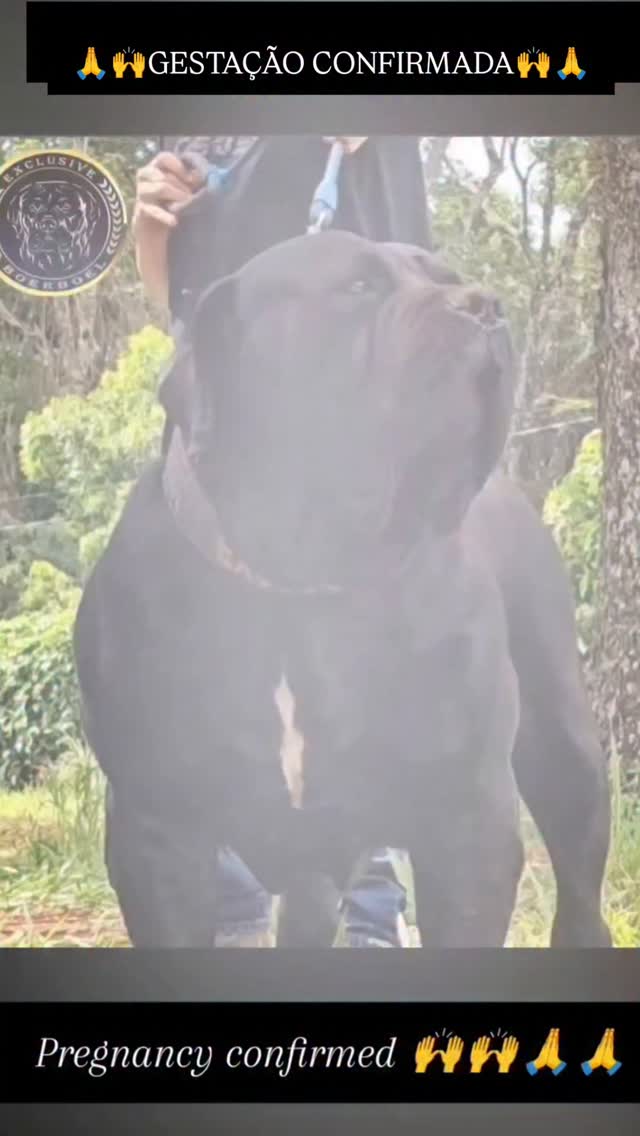 >>>MAIOR CRIADOR DA AMÉRICA LATINA especializado na raça BOERBOEL<<<

O VERDADEIRO GIGANTE BOERBOEL Africano
Com enorme felicidade anunciamos nova

. GESTAÇÃO CONFIRMADA

.O MELHOR DA GENÉTICA IMPORTADA Tamanho, força e musculatura agregado ao melhor temperamento do verdadeiro GIGANTE AFRICANO BOERBOEL.
Nosso padreador BIG BLACK, com filhos já por todo Brasil e exportados para europa, já é uma lenda entre os maiores Boerboel negros do mundo. Neto do gigante Anderson Hulk e da lenda Middelfos Alf