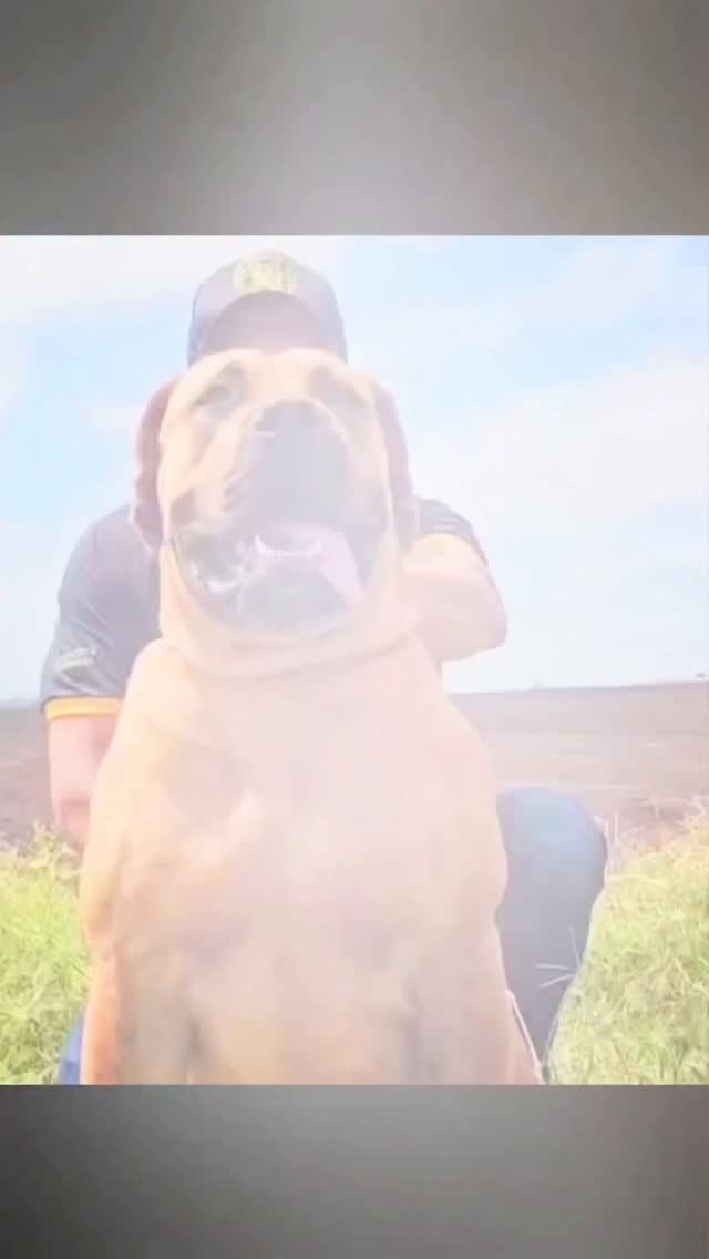 O VERDADEIRO GIGANTE AFRICANO BOERBOEL
Uma jovem que nos surpreende cada dia mais, EXCLUSIVE TROIA filha do gigante BIG BLACK com EXCLUSIVE LEOA, a uniao dos sangues do maior Boerboel negro de todos os tempos ANDERSON HULK, com a Lenda Afrika Tarzan e indule e coração perfeito de ninguém menos que o melhor cao de guarda familiar Luso Cosmo, uma Matriz unindo tudo de melhor no MUNDO excelência na criação do verdadeiro gigante africano Boerboel, Com muito orgulho da nossa fazenda e do BRASIL para 