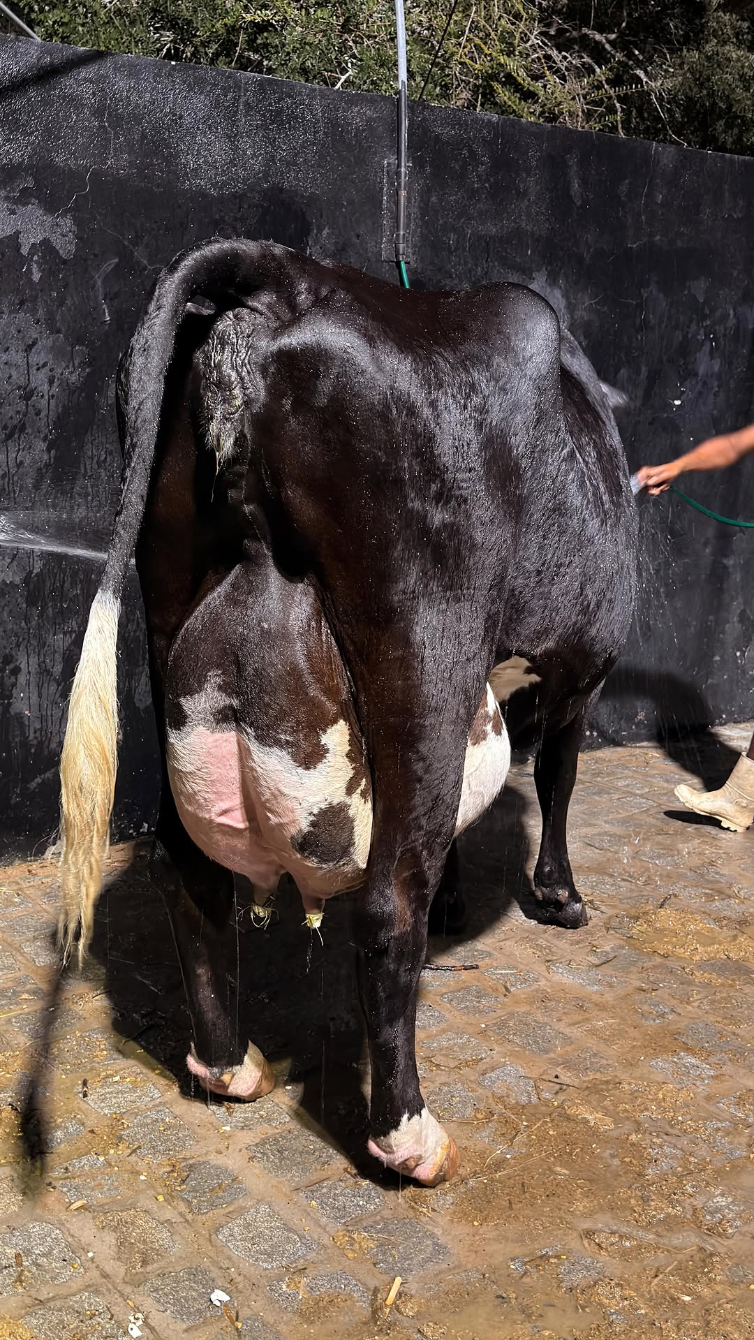 Dia de inseminação bovina 🐄

Nem todo mundo vai entender a beleza disso…
mas quem vive, sabe.

Reprodução não é só técnica.
É continuidade, cuidado e propósito.😍