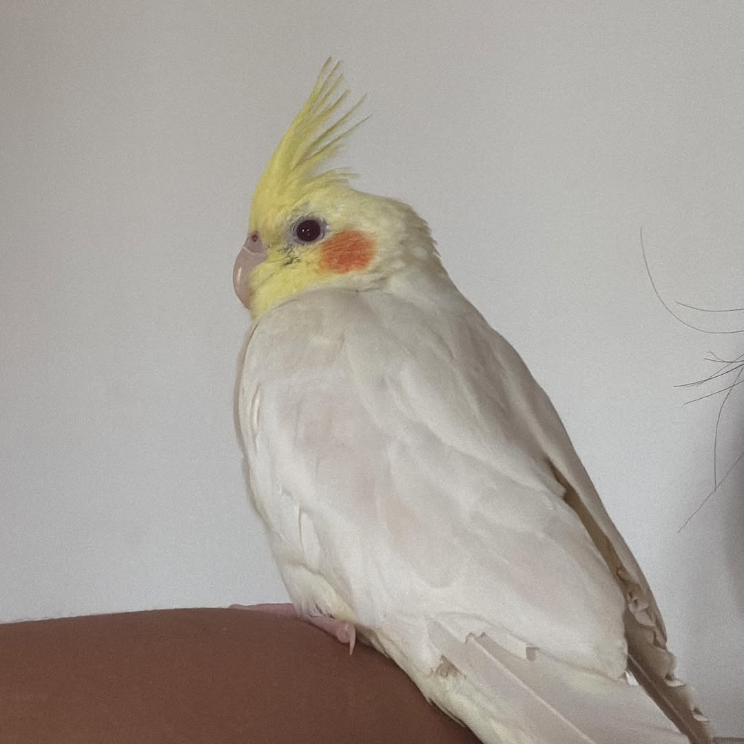 Filozinha 🌸🦜 #calopsitamansa #calopsita #calopsitalovers #calopsitas