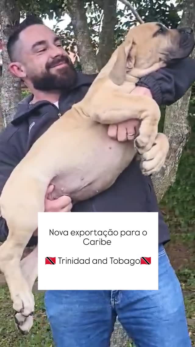 MAIOR CRIADOR DA AMÉRICA LATINA 

Último abraço antes de ir ao aeroporto voar para sua nova família maravilhosa, em mais DUAS NOVAS EXPORTAÇÕES desta vez para 

🇹🇹 CARIBE 🇹🇹

🇹🇹Trinidad and Tobago🇹🇹

O VERDADEIRO GIGANTE AFRICANO BOERBOEL 

Com muito orgulho da nossa Fazenda para todo BRASIL e EXTERIOR, a melhor genética do mundo com muito orgulho nascidos no Brasil 🙌🙌🙏🙏

Muito obrigado pela confiança e preferência entre todo o mundo para escolher o Brasil, desejamos toda felicidade 