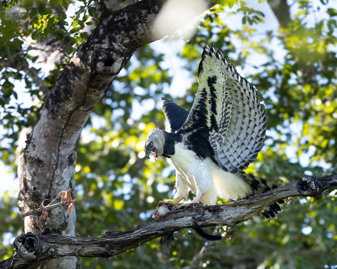 🦅 A harpy mother returns with prey, sustaining her chick through a ritual as old as the forest itself…

www.pantanljaguarsafaris.com 

📸 @andremoratelli  #jungle #birds_captures #brazil #naturephotography #conservation