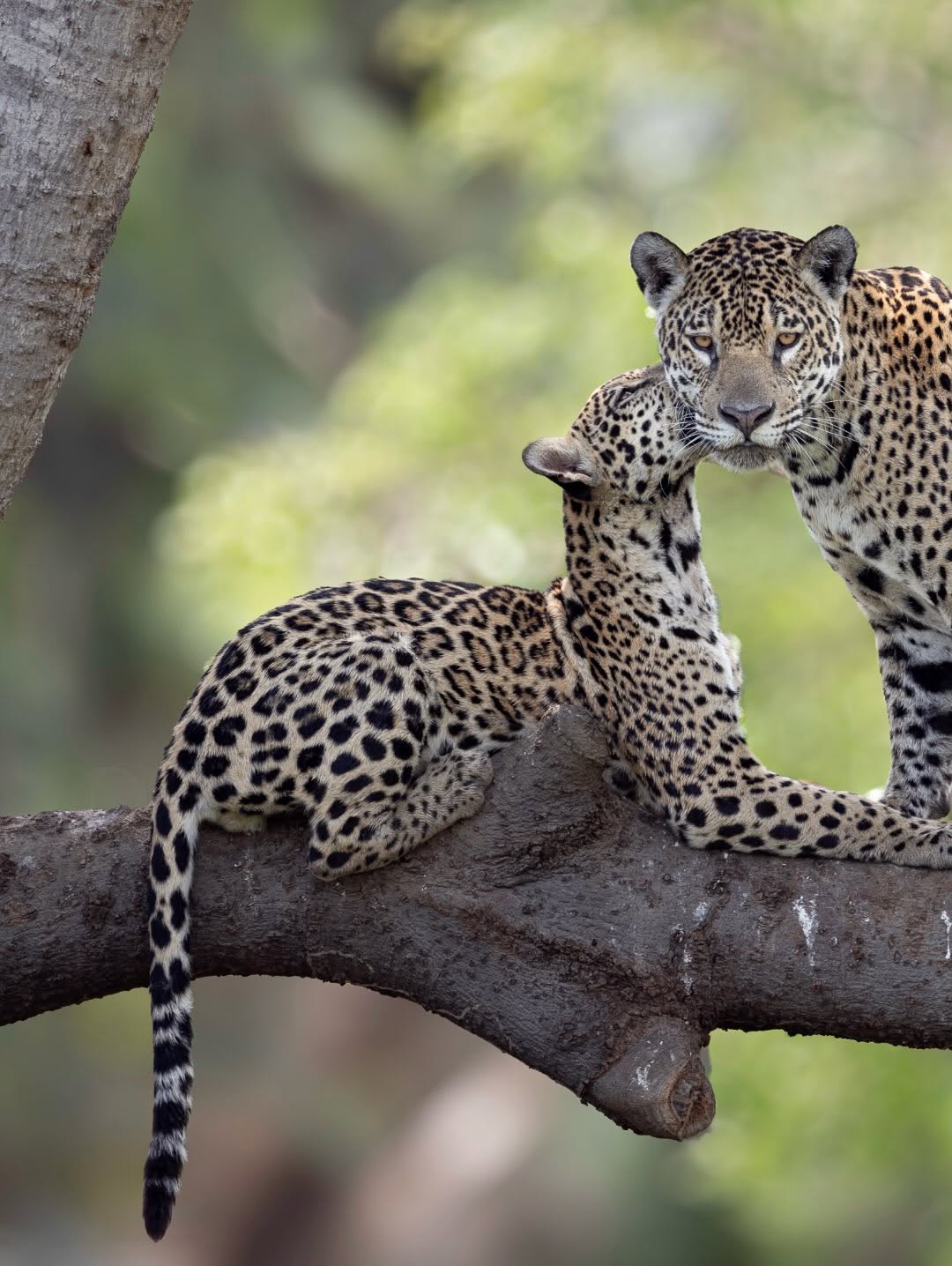 🐆 From their vantage point high above the jungle,  jaguars rest like silent spirits of the wild, watching the ancient forest breathe beneath them.

www.pantanaljaguarsafaris.com

📸 @andremoratelli  #conservation #naturephotography #pantanal #wild #bigcat