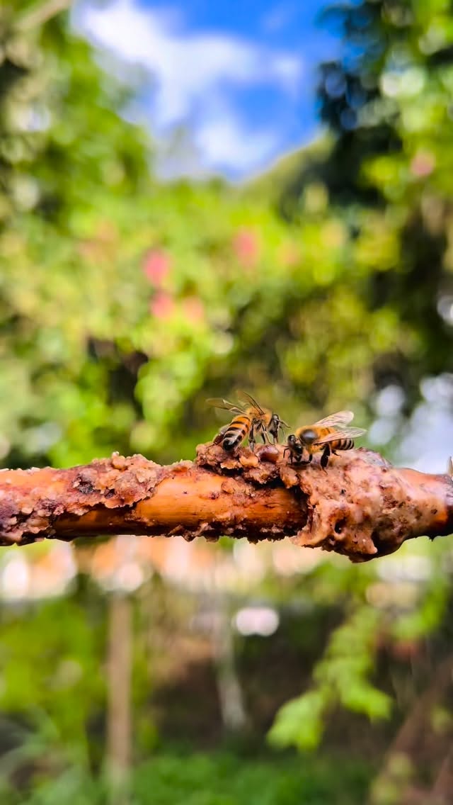 🐝Hoje, no Dia Mundial das Abelhas, é impossível não reconhecer a importância desses pequenos seres para a vida no planeta.
São elas que garantem a biodiversidade, contribuem para a produção de alimentos e mantêm o equilibrio dos ecossistemas.
Mesmo tão pequenas, as abelhas exercem um papel essencial, ajudando na preservação de inúmeras espécies vegetais e na sustentabilidade ambiental.
Mas, diante dos impactos da degradação ambiental, das queimadas e do uso indiscriminado de agrotóxicos, proteg