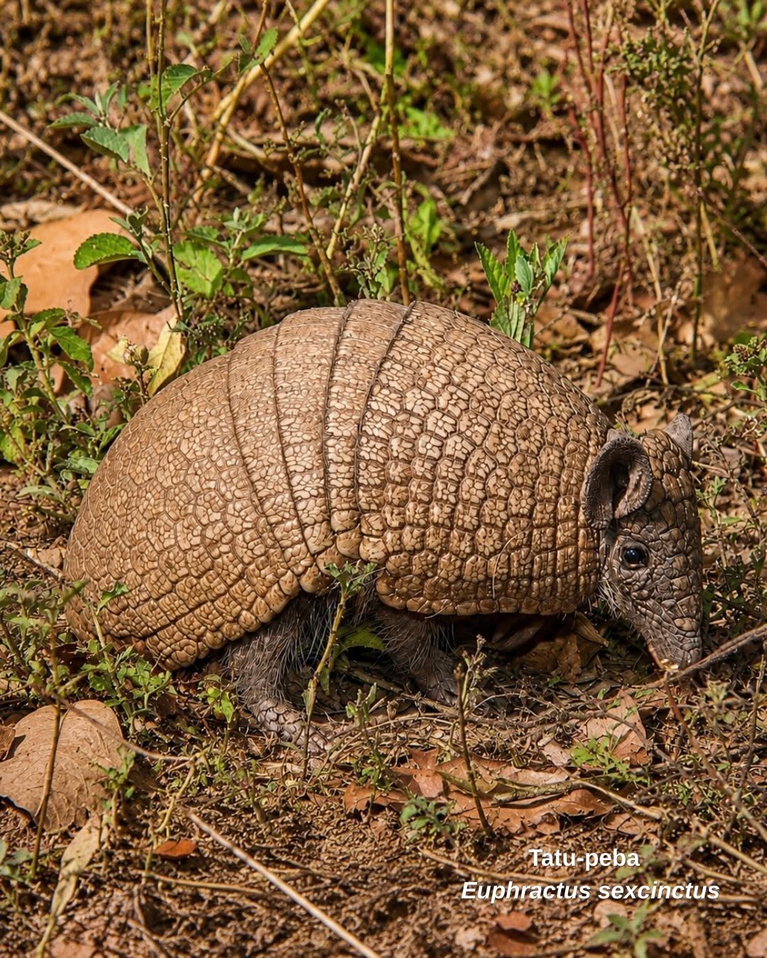 🪲 Dia Internacional da Biodiversidade, celebrado em 22 de maio, destaca a importância da conservação da diversidade biológica para a manutenção dos ecossistemas e da vida no planeta. A biodiversidade é essencial para o equilíbrio ambiental e para o fornecimento de recursos indispensáveis à sociedade, como água, alimentos e serviços ecológicos.
Na Associação Nordesta, a conservação e a proteção da biodiversidade são praticadas diariamente por meio de ações voltadas à preservação ambiental, valor