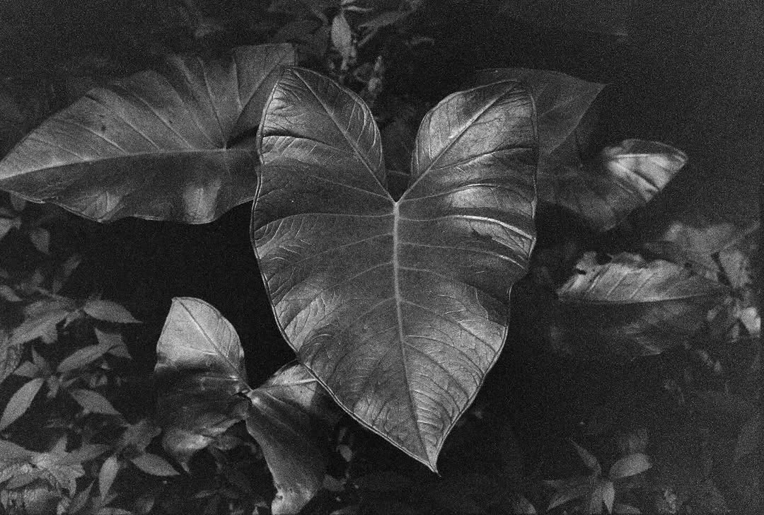 Took mushrooms and went to the jungle with my camera 

#film #35mm
