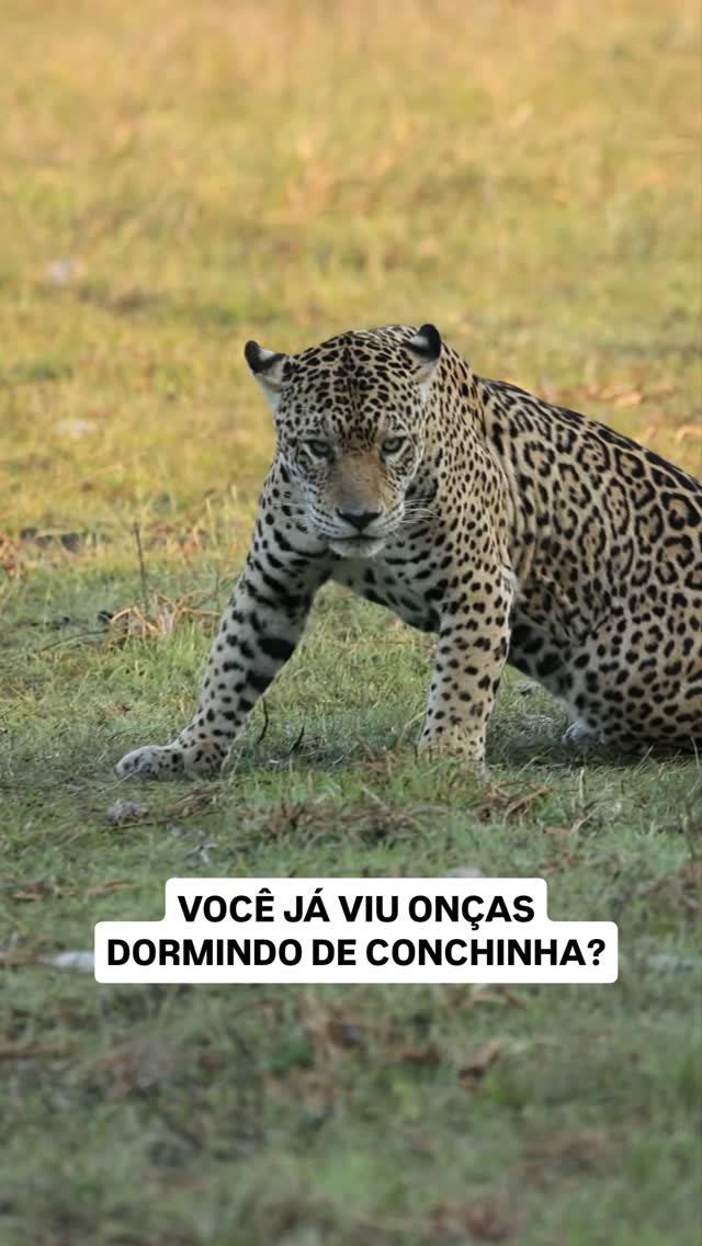 Onças-pintadas são animais solitários. Normalmente, o casal fica junto por apenas alguns dias para acasalar e depois cada um segue seu caminho.

Mas nesse dia, a Fera e o Jafar estavam num chamego tão gostoso que parecia até cena de filme romântico.

Quando revi esse vídeo, pensei: ele é perfeito para hoje.

Feliz Dia dos Namorados! 🐆💛🐆

Agora manda esse vídeo pra pessoa com quem você gostaria de estar dormindo de conchinha.

#OnçaPintada #Pantanal #VidaSelvagem #DiaDosNamorados #NaturezaBras