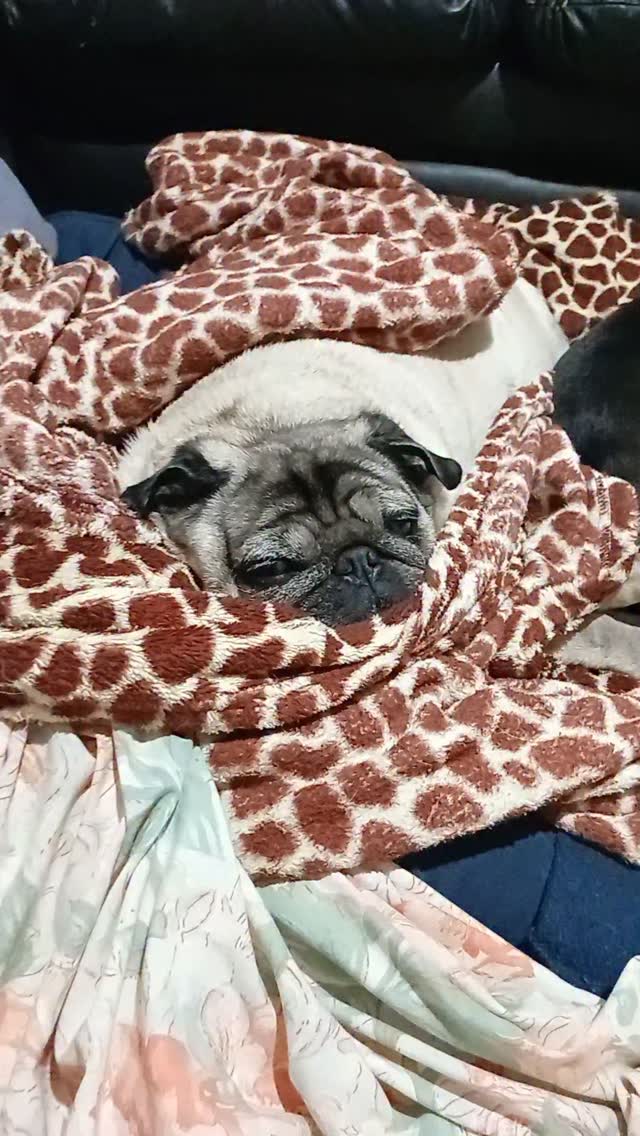 olha os meus bebês quando  esta frio  e chovendo