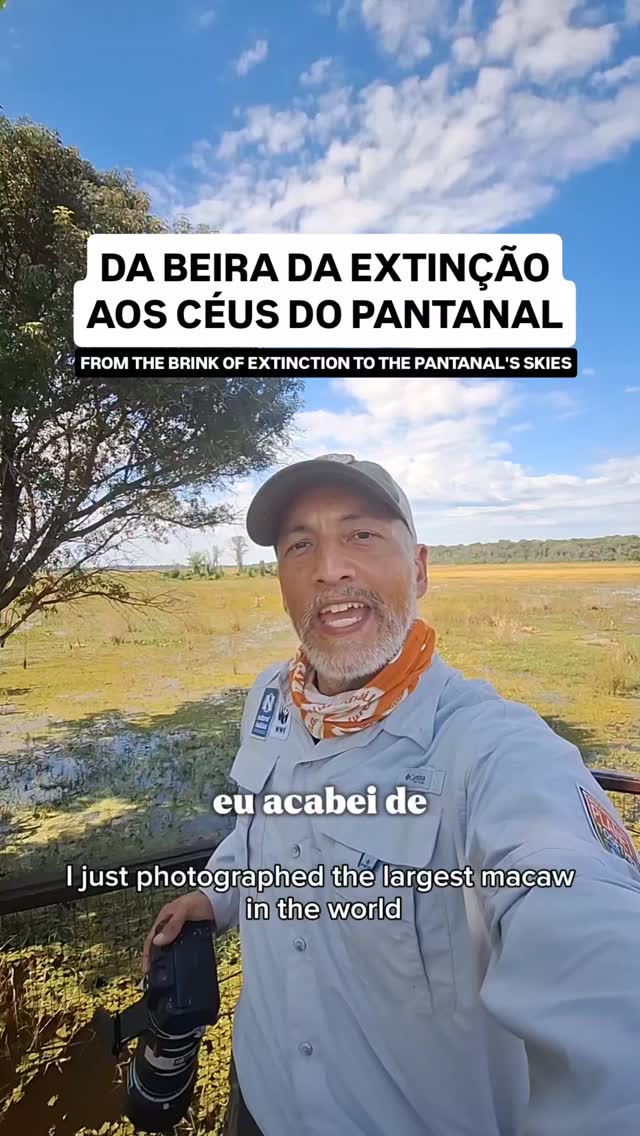 A arara-azul é extremamente específica na hora de escolher um lugar para botar seus ovos. Mais de 95% dos ninhos da maior arara do mundo são feitos no Manduvi, uma árvore grande o suficiente para comportar a mãe e os filhotes, e macia o suficiente para a arara cavocar e fazer uma cavidade.

A ideia inicial era instalar ninhos artificiais para aumentar a disponibilidade de cavidades para espécies que competem com a arara-azul por locais de nidificação. Essas espécies usariam as caixas e deixariam